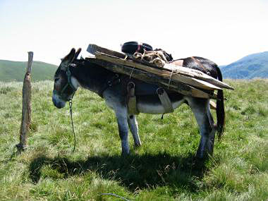 Transport au bât