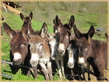 Eseltruppe in Frankreich