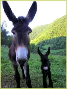 Reglisse und Cory, der vor 1h geboren wurde