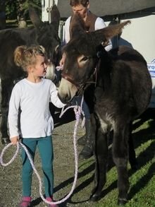 Gipsy au concours des" Ânes des Pyrenees"