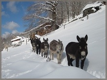 the donkeys in the snow