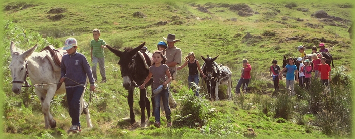 group ramble with donkeys in ariege