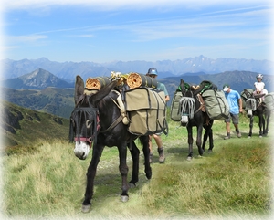 randonnées avec des ânes en Ariège