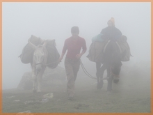 avec les ânes dans le brouillard sur les crêtes